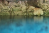cenote-dos-ojos-06