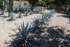 tequila-10