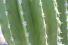 tequila-11
